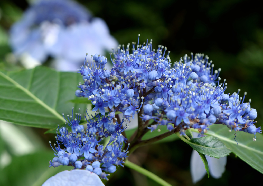 紫陽花の花