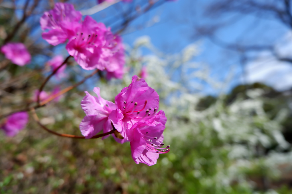 DSCF7012