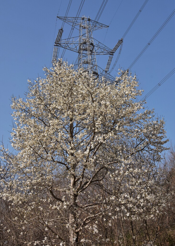 コブシ咲く