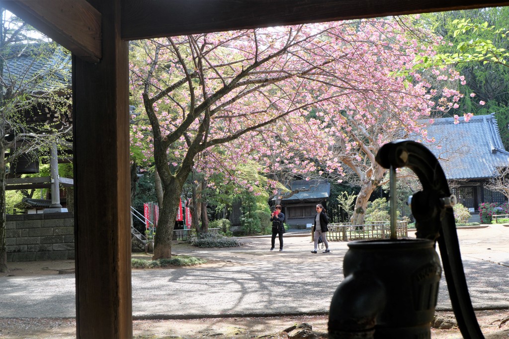 八重桜
