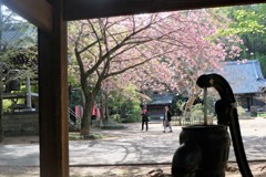 八重桜