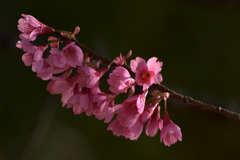 寒緋桜
