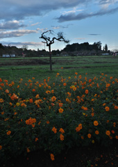 DSCF7978