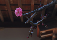 梅