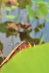 晩夏1