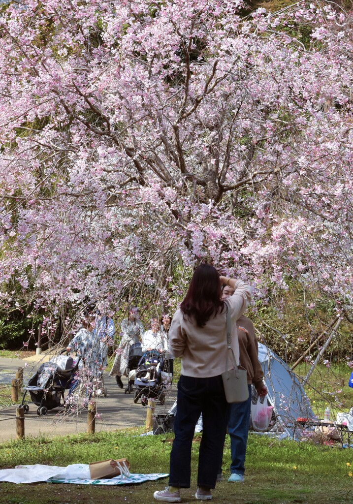 花見