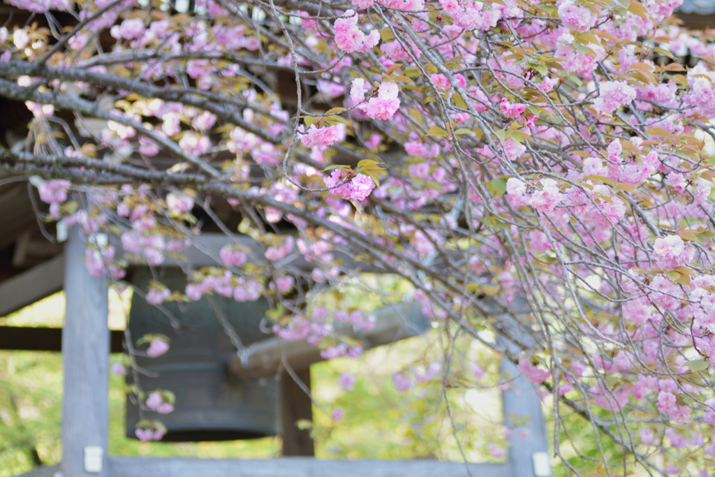桜の咲く頃・・
