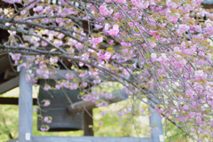 桜の咲く頃・・