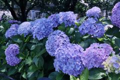 DSCF7069