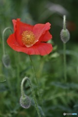 ポピー