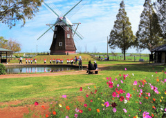 コスモスの咲く頃