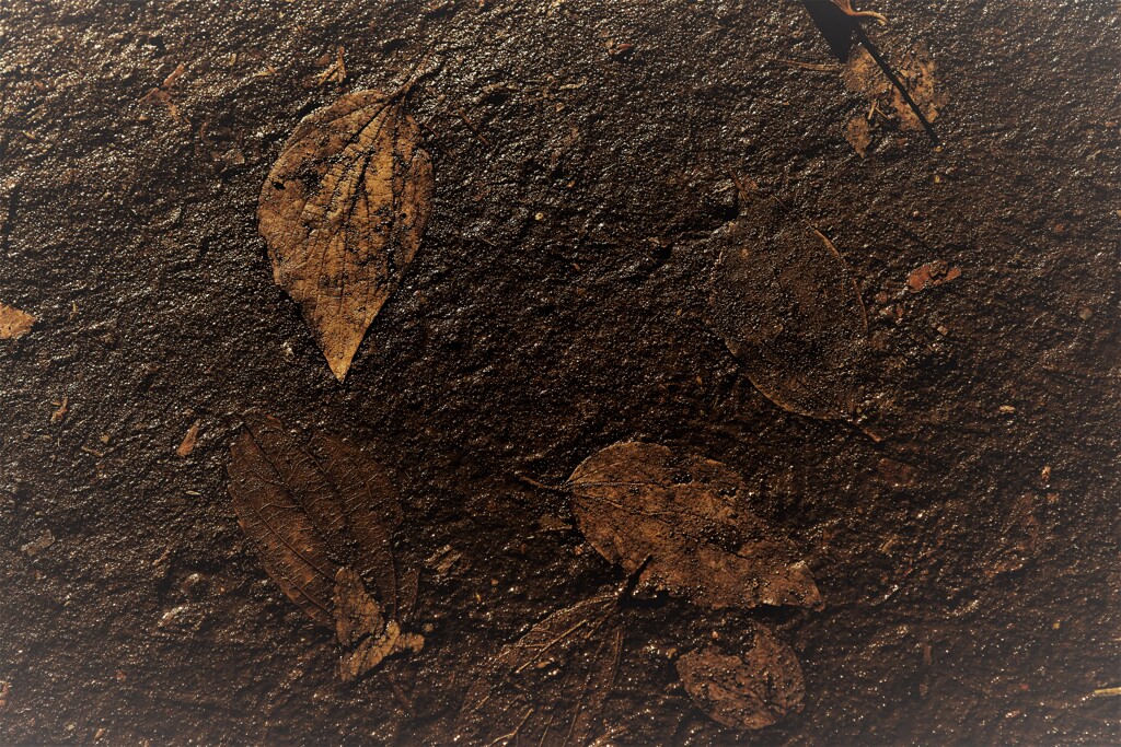 化石のような落葉