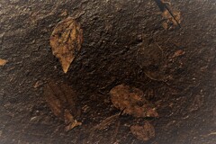 化石のような落葉