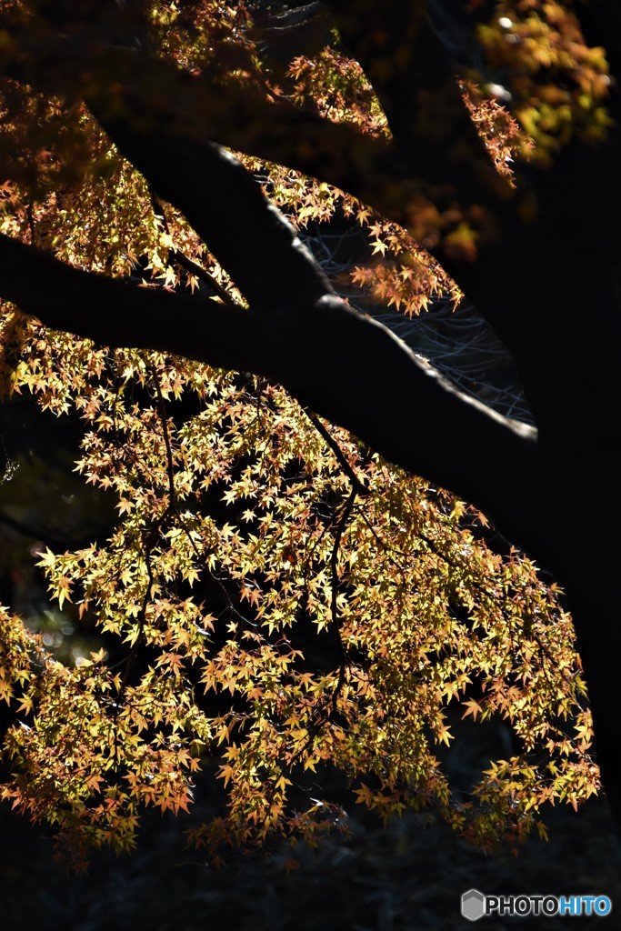 DSC_3225