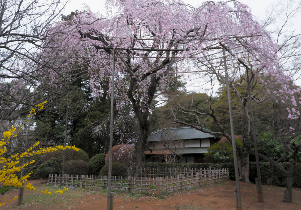 枝垂れ桜