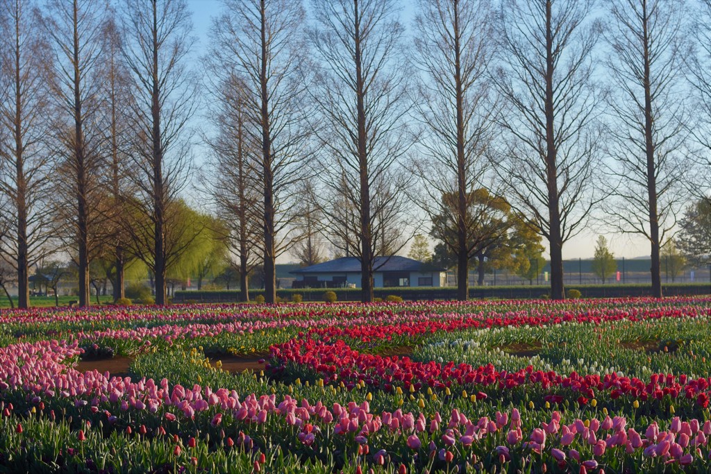 あけぼの山公園