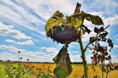 こんな姿になりまして・・・^^;