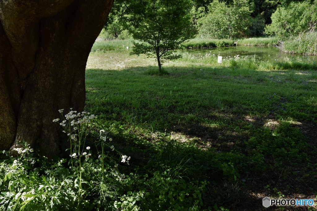 DSC_7574.「木陰にて」