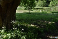 DSC_7574.「木陰にて」