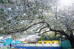 桜の木の下で