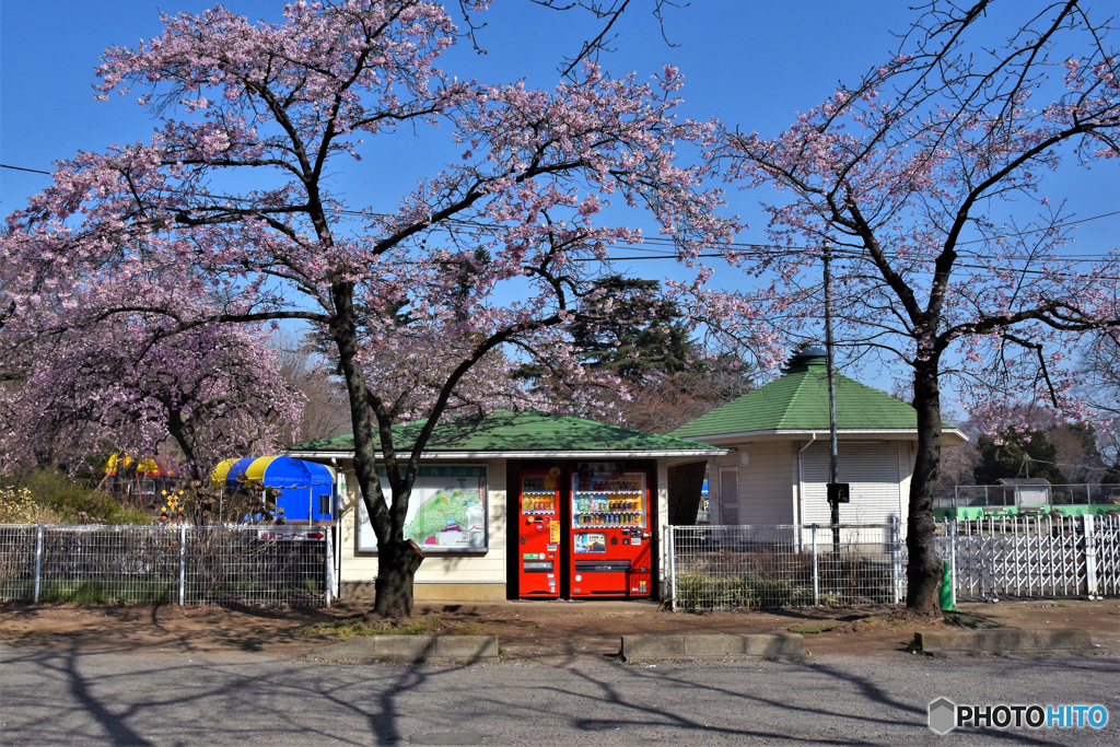 DSC_5368「満開の自販機」