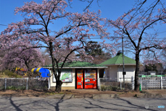 DSC_5368「満開の自販機」