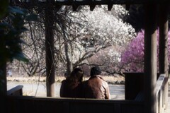 紅白梅香る