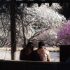 紅白梅香る