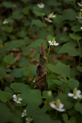 筍