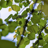 DSCF7349
