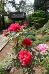 ぼたん
