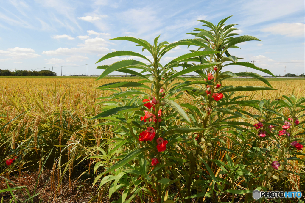 赤いホウセンカ