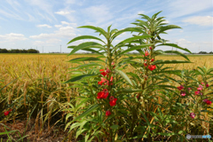 赤いホウセンカ