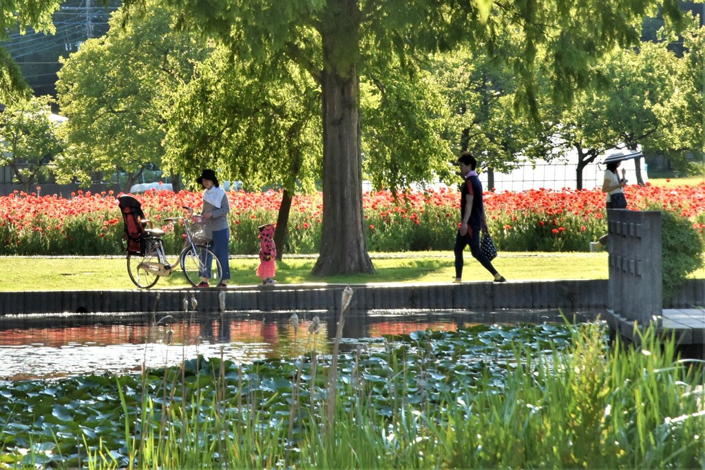 ポピーの咲く公園