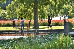 ポピーの咲く公園