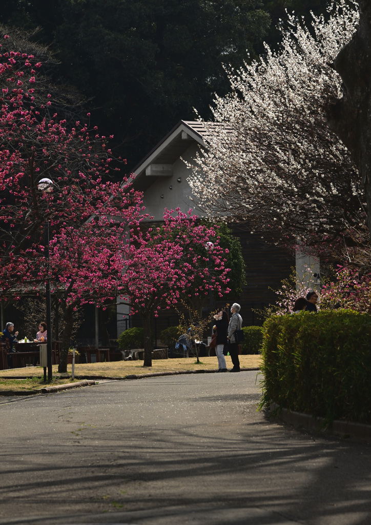 白梅と官費桜