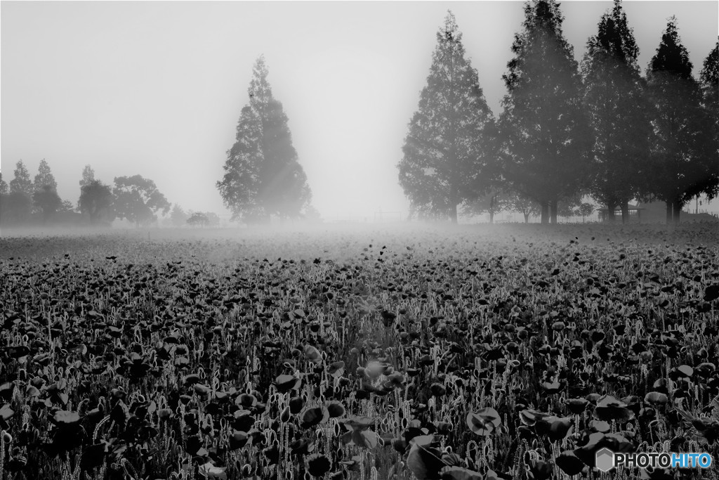 目覚めるポピーたち