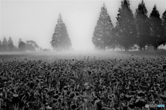 目覚めるポピーたち