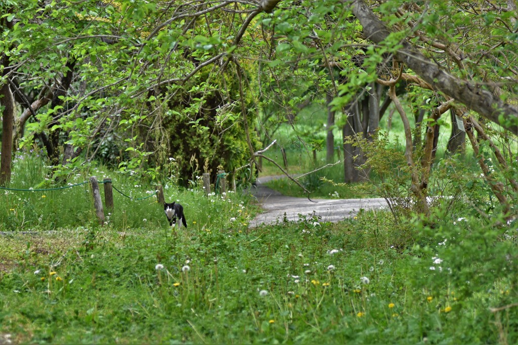 猫様が通る