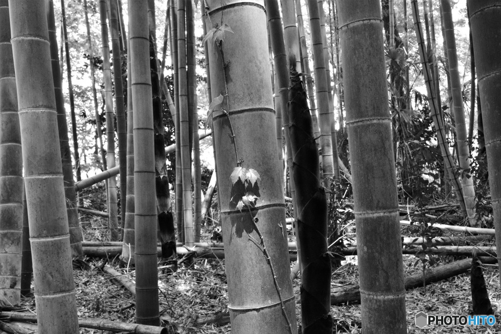 竹林2