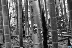 竹林2