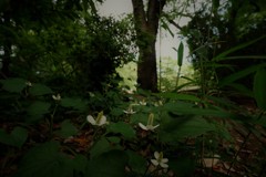 DSCF3728