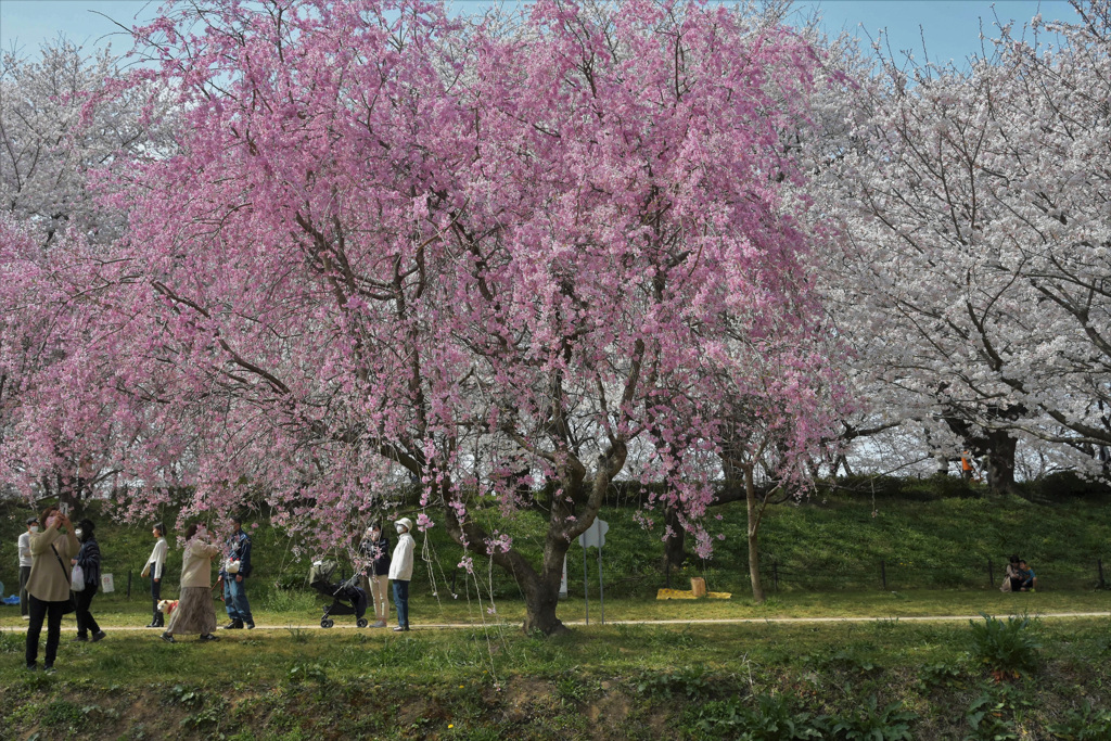 枝垂れ桜
