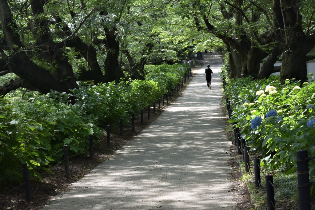 紫陽花まだ早かった
