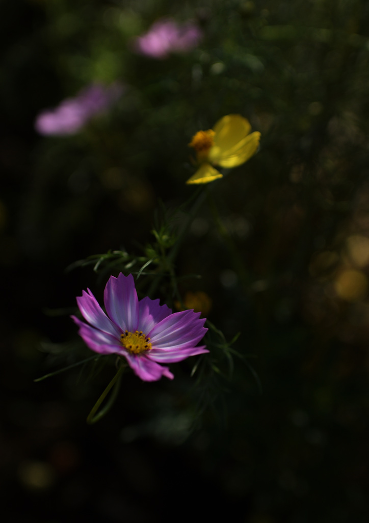 DSC_0633