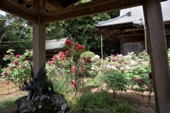 ぼたん