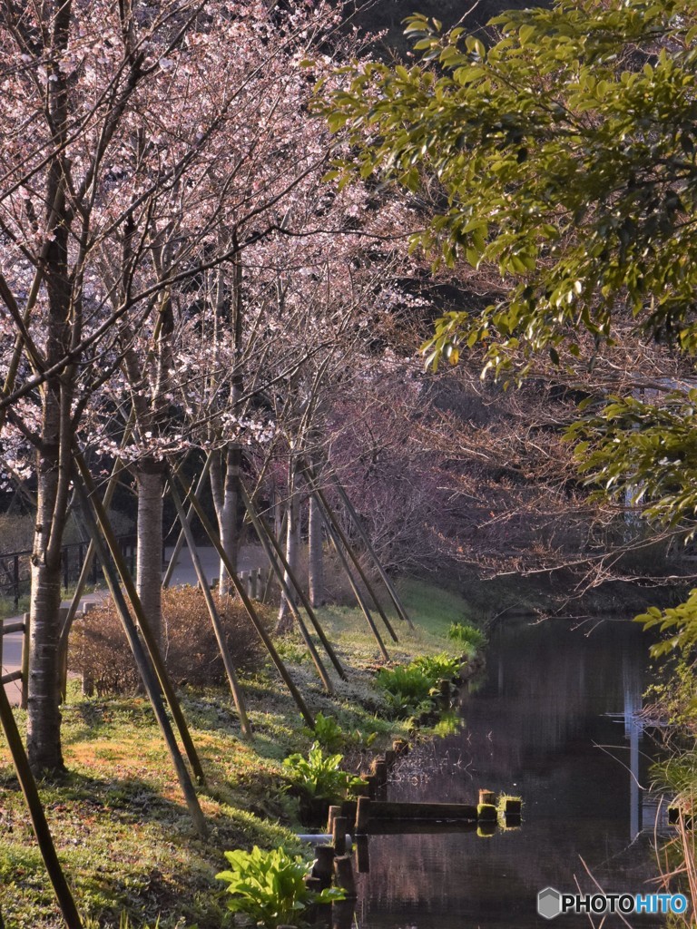 さくらＡ