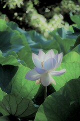 DSCF4234