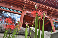 彼岸花・仁王門を飾る