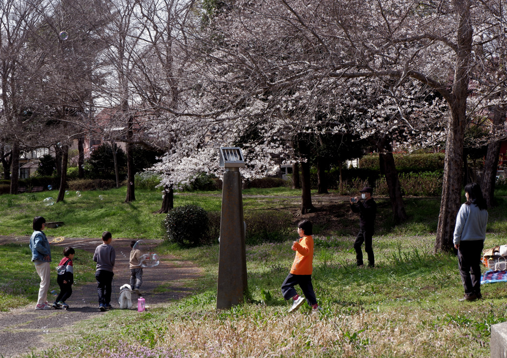 シャボン玉と桜